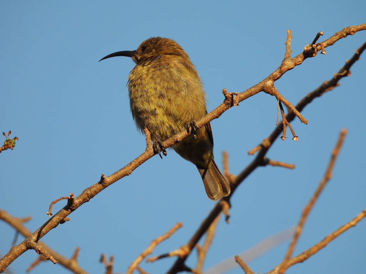 Greater Double-collared Sunbird - ML639701532