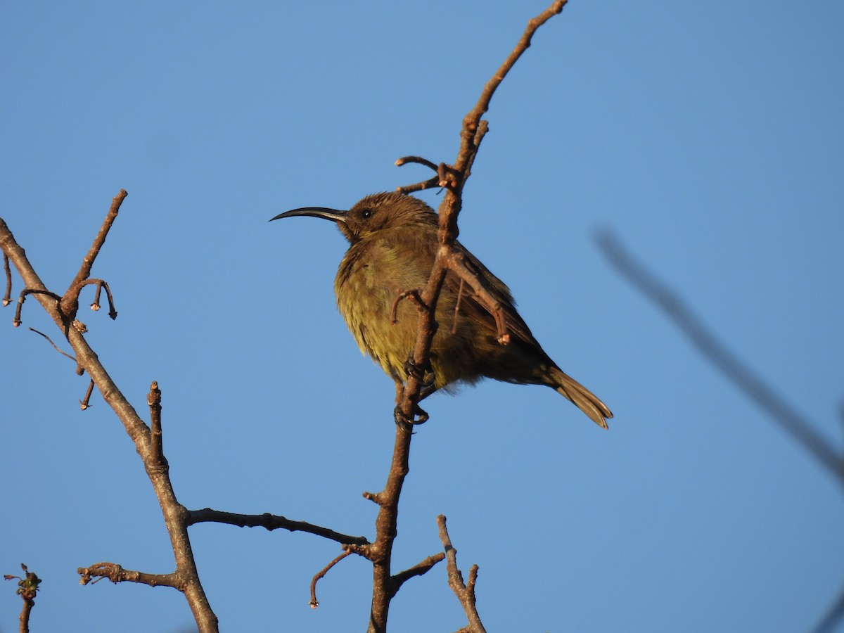 Greater Double-collared Sunbird - ML639701534
