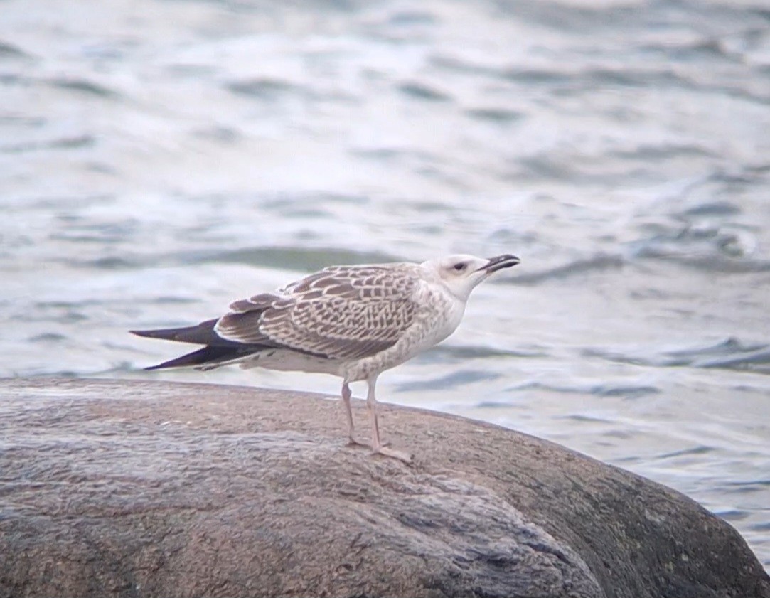 Lesser Black-backed Gull - ML639701537