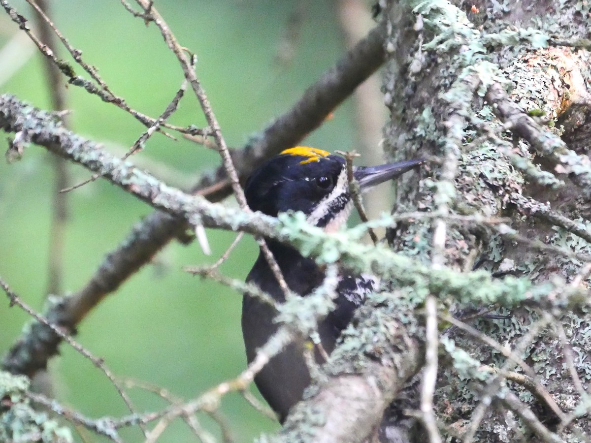 Black-backed Woodpecker - ML639701618