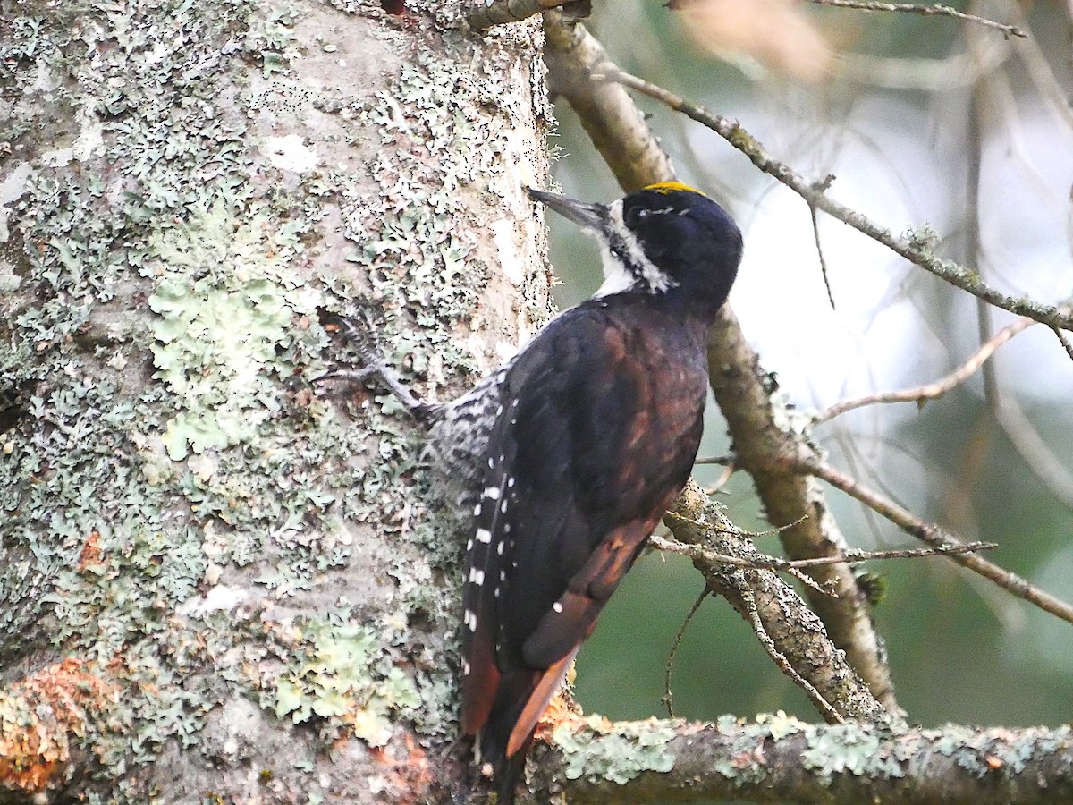 Black-backed Woodpecker - ML639701620