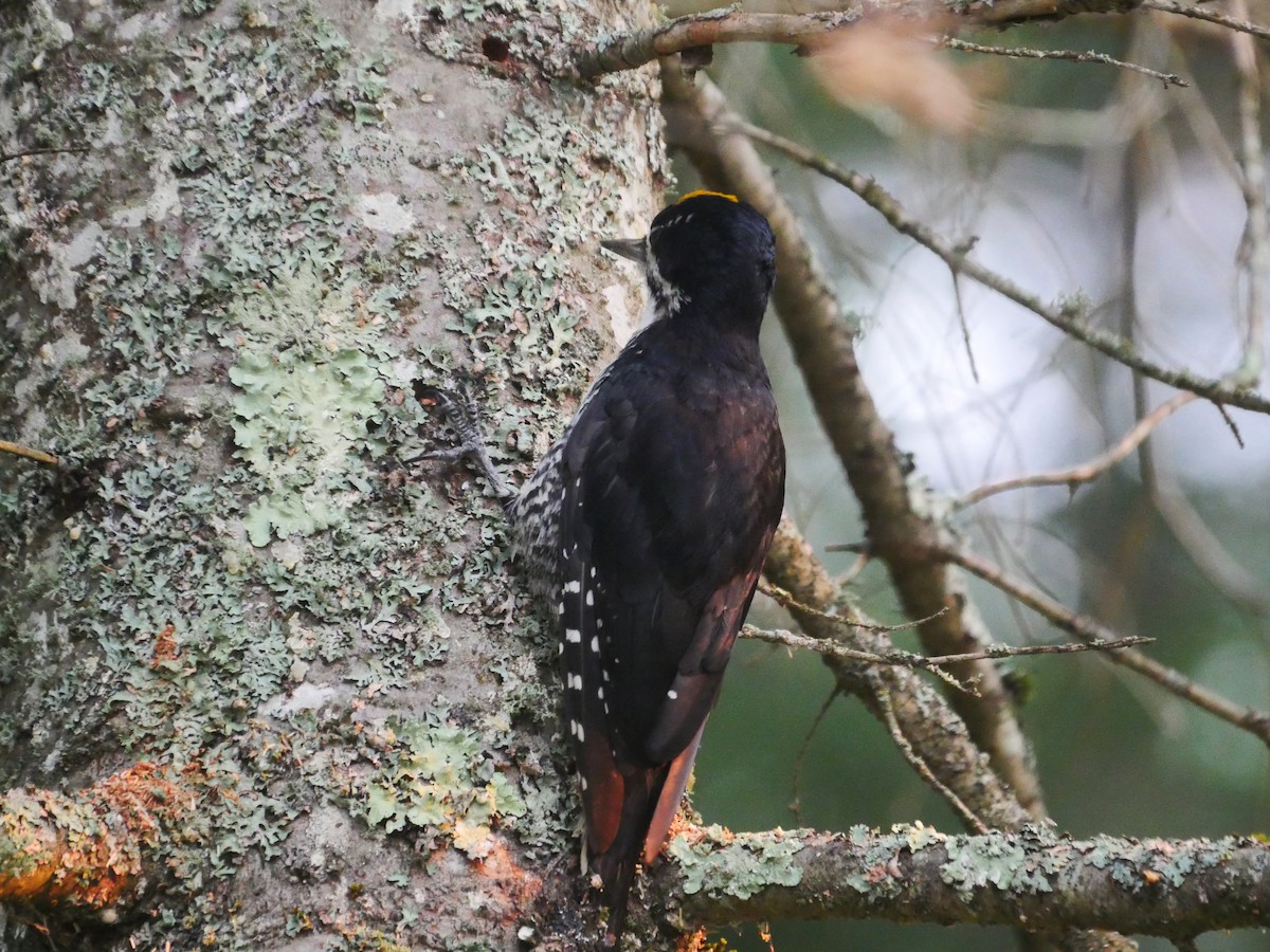 Black-backed Woodpecker - ML639701621