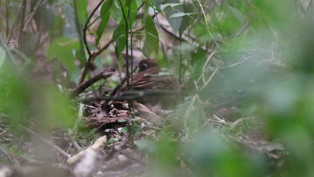 Black-breasted Buttonquail - ML639701636