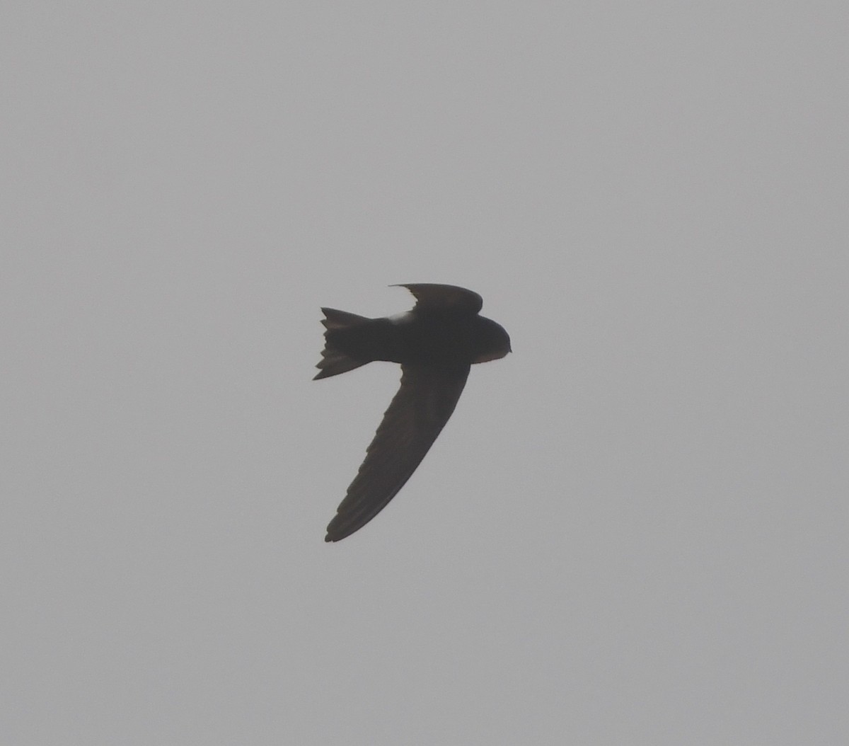 Horus Swift - ML639701666