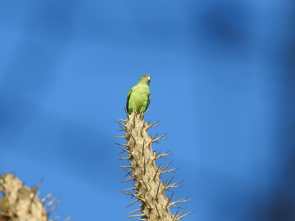 Gray-headed Lovebird - ML639701673