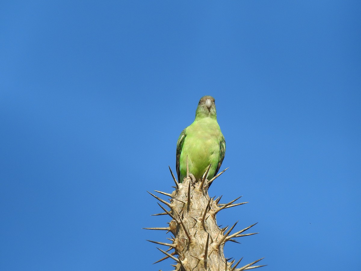 Gray-headed Lovebird - ML639701674