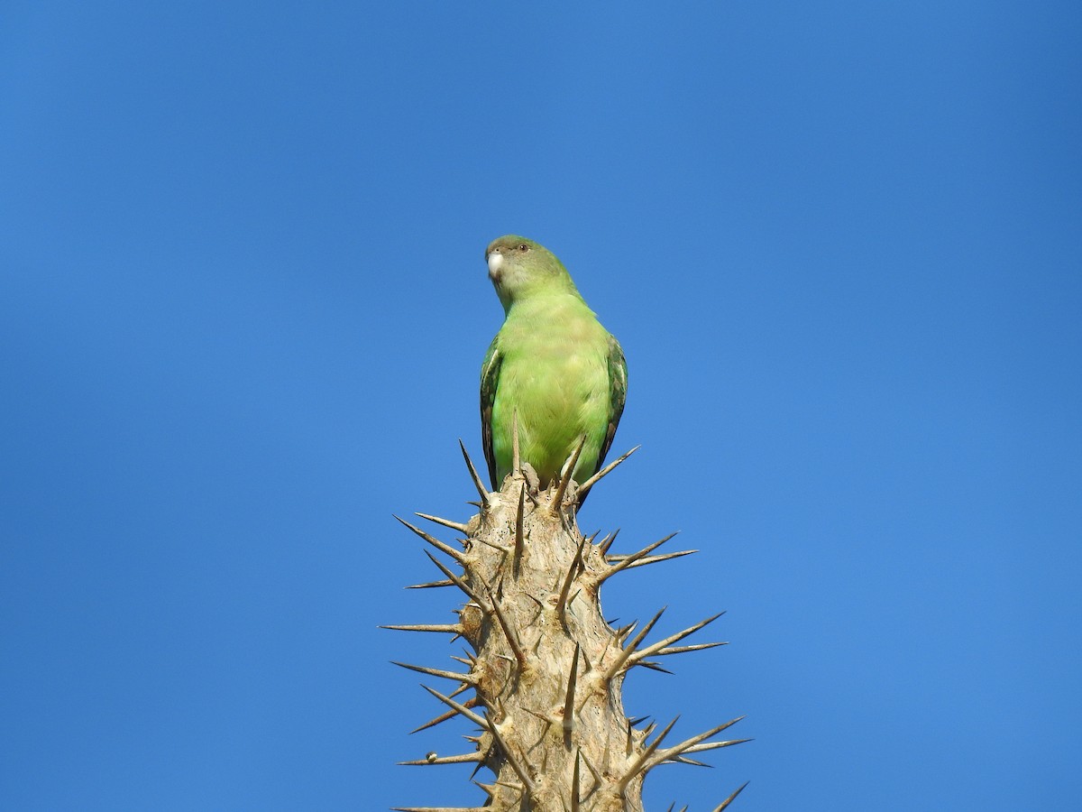 Gray-headed Lovebird - ML639701675