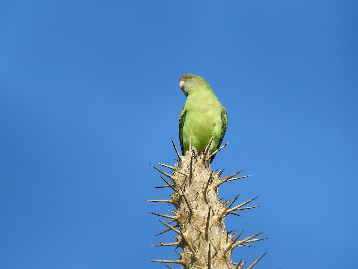 Gray-headed Lovebird - ML639701676