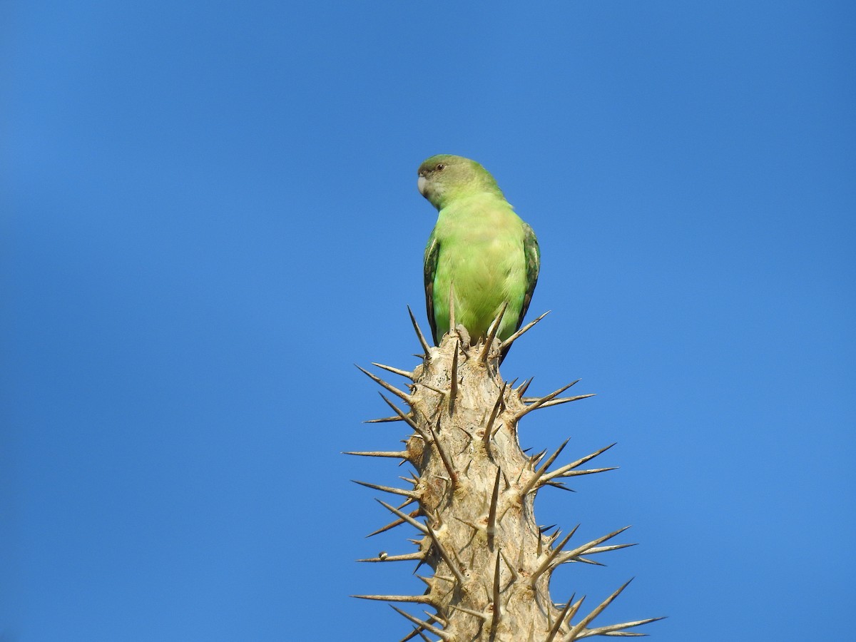 Gray-headed Lovebird - ML639701677