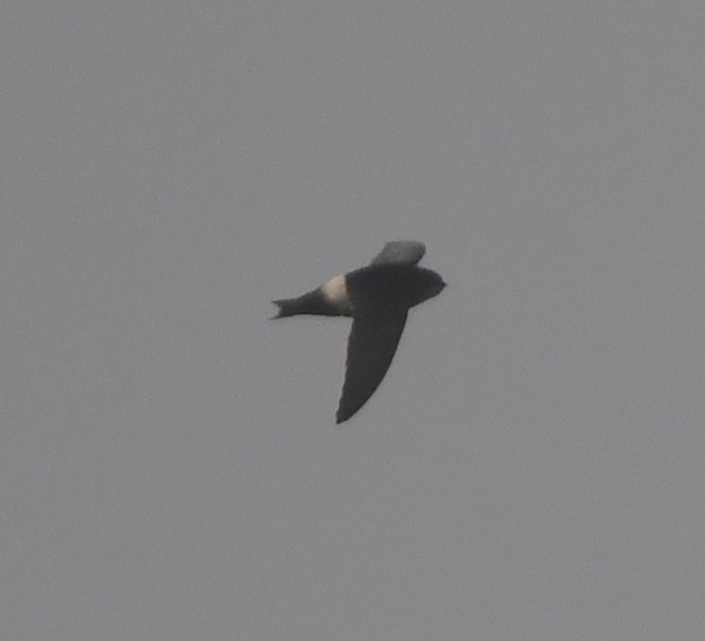 Horus Swift - ML639701678