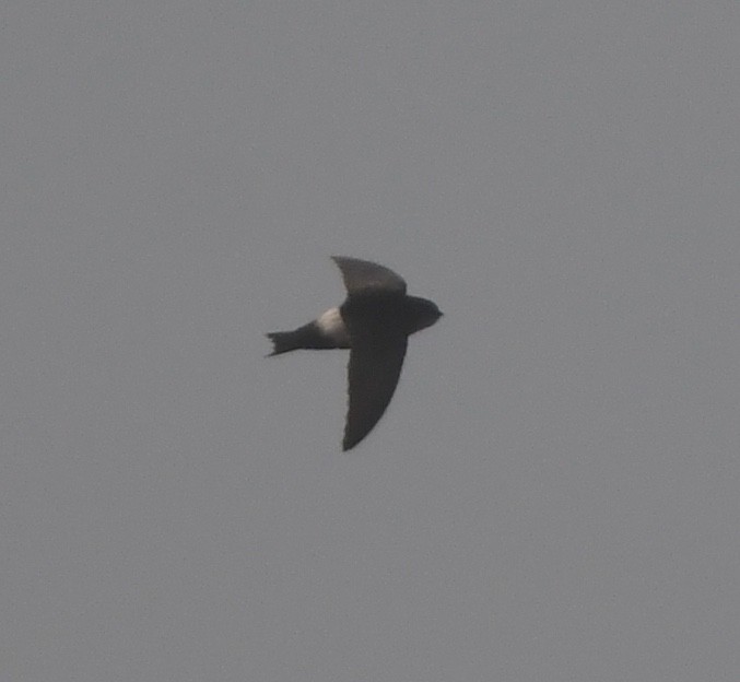 Horus Swift - ML639701689
