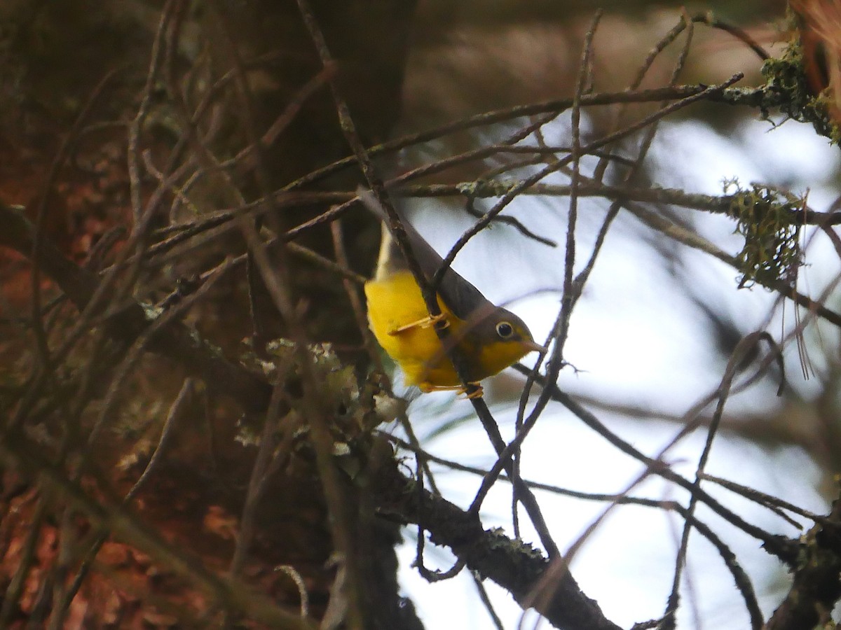 Canada Warbler - ML639701700