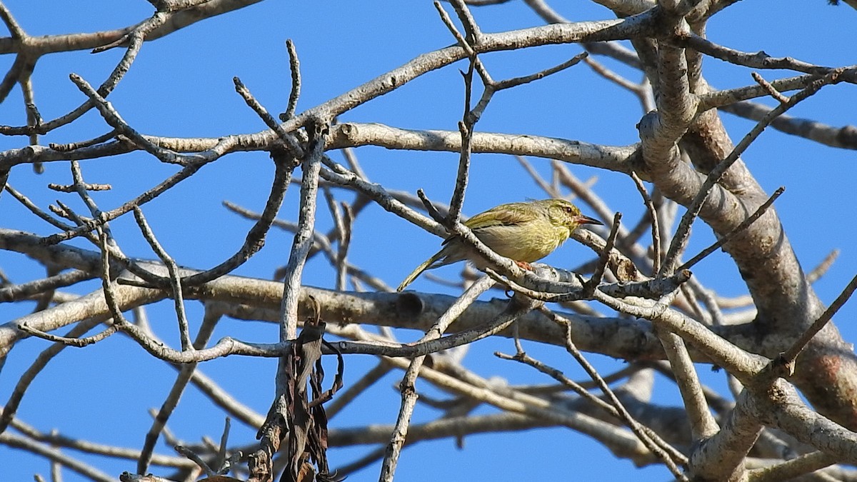 Ереса смугастогорла - ML639701721