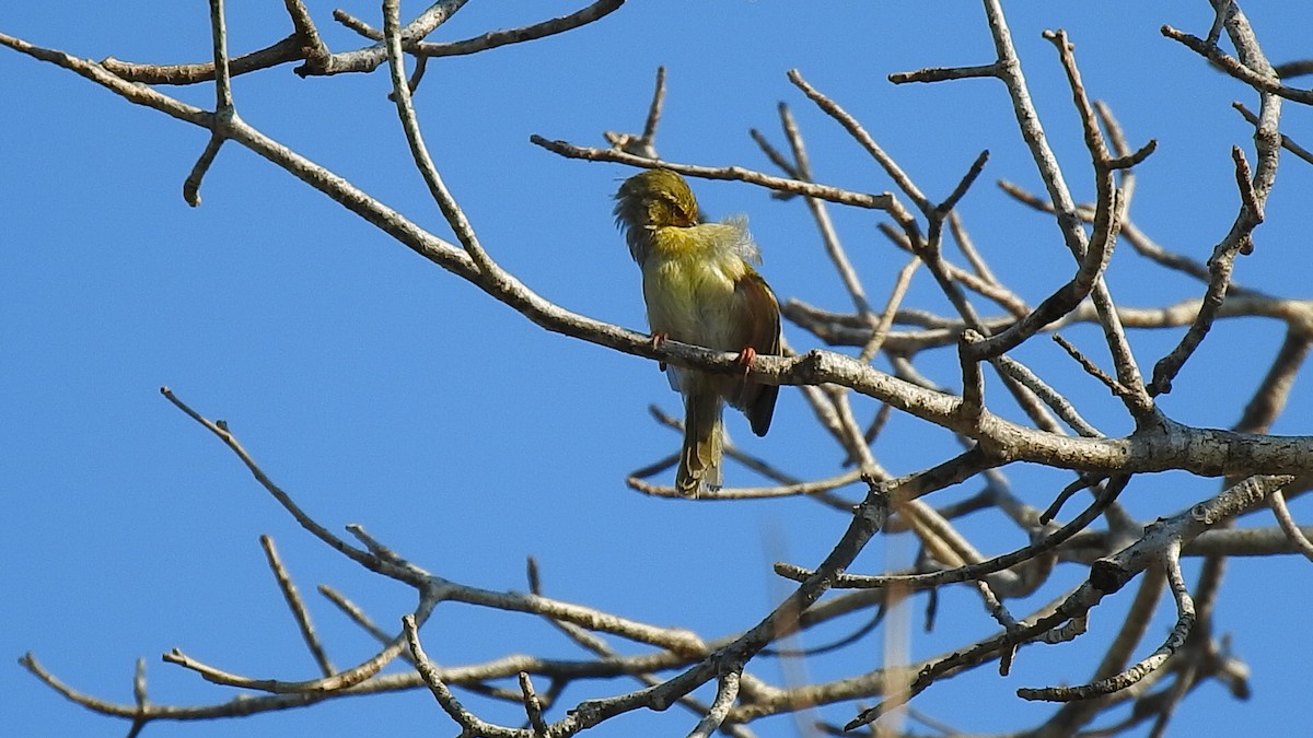 Ереса смугастогорла - ML639701722