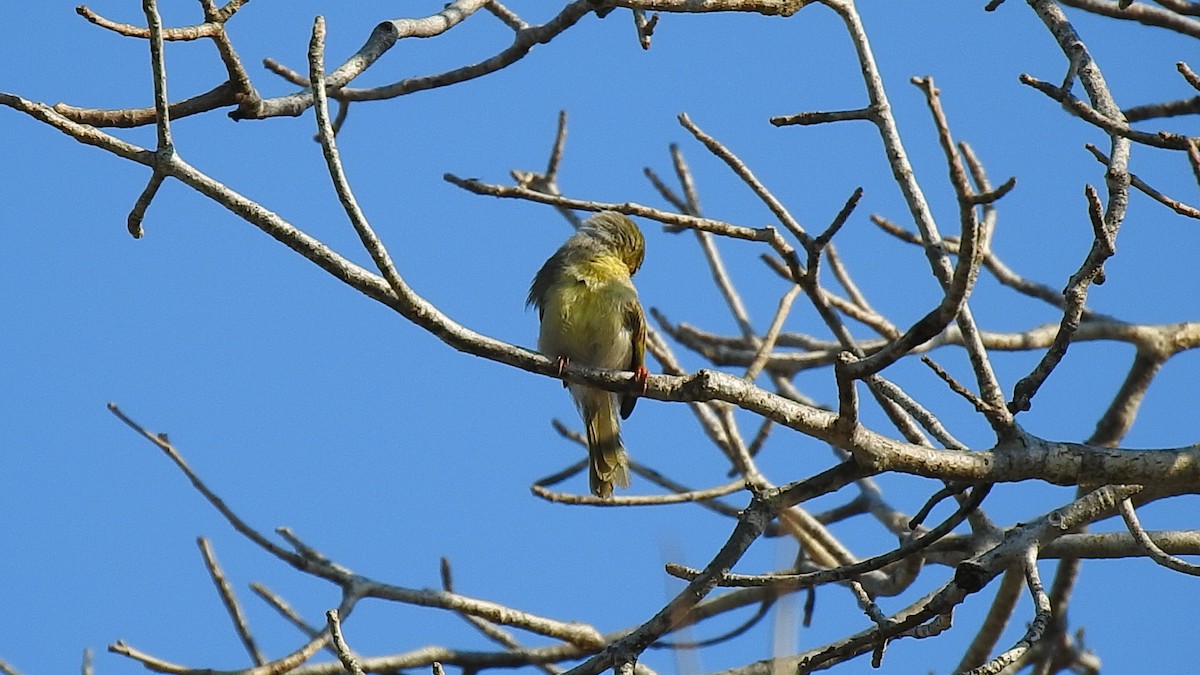 Ереса смугастогорла - ML639701723