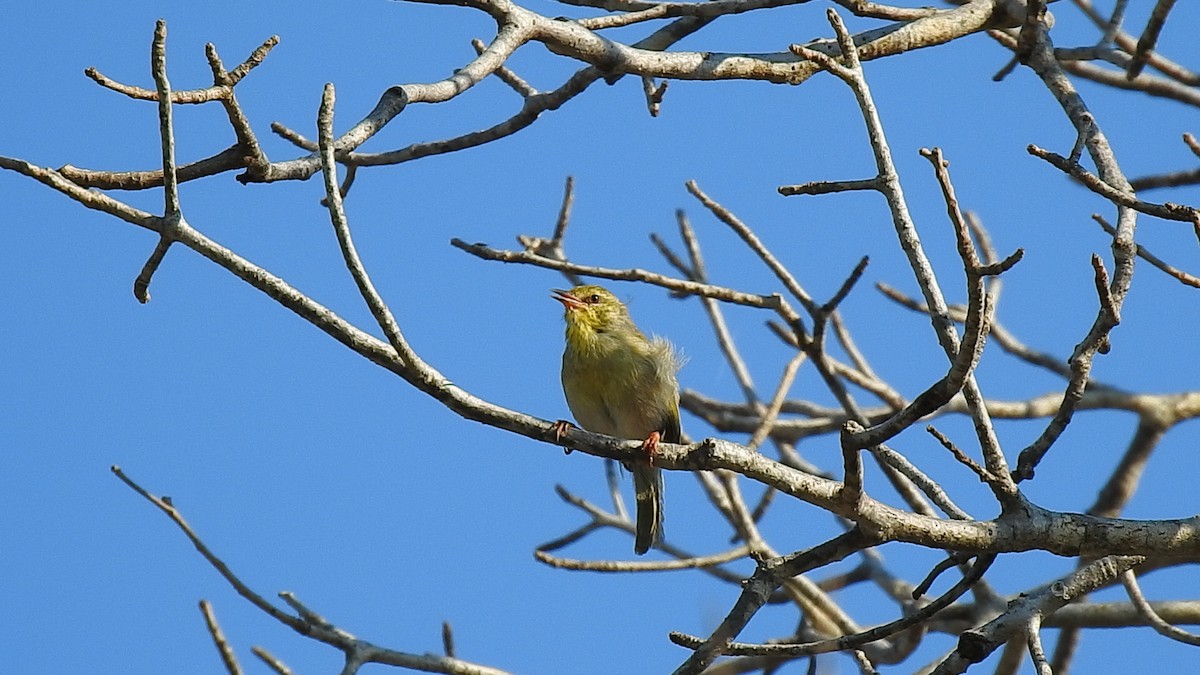 Ереса смугастогорла - ML639701724