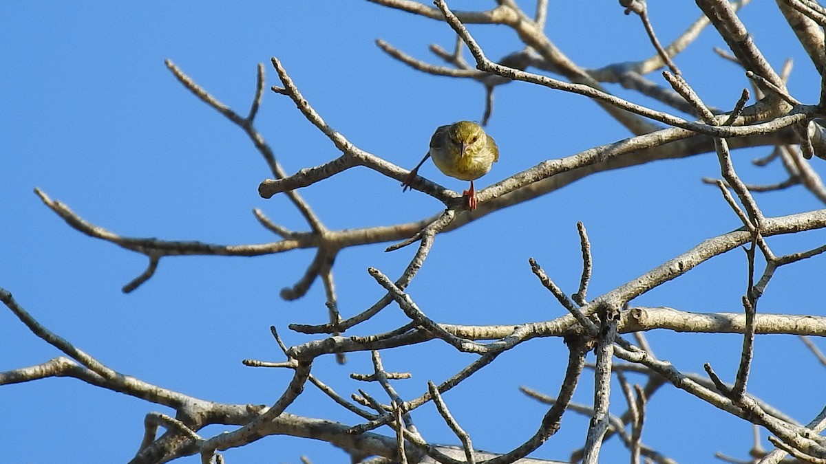 Ереса смугастогорла - ML639701725