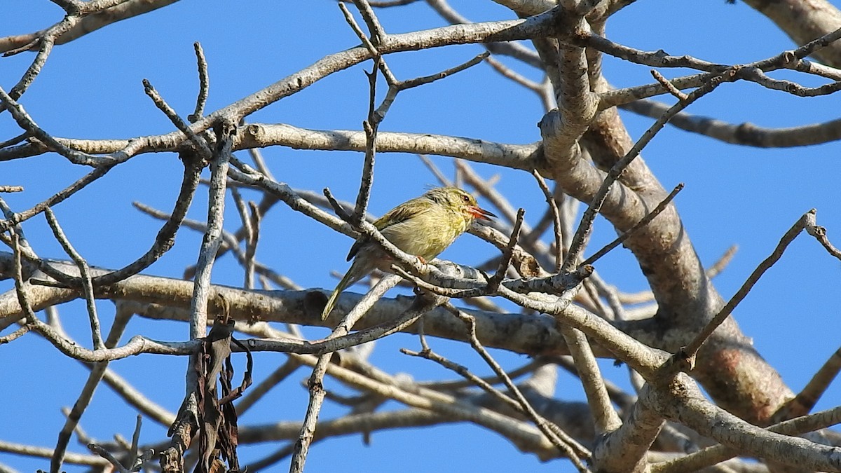 Ереса смугастогорла - ML639701726