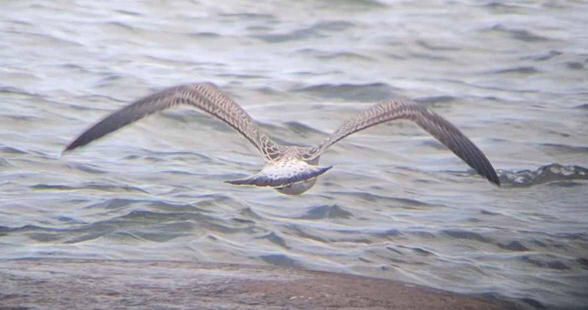 Lesser Black-backed Gull - ML639701751