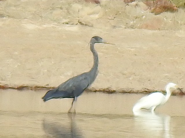 Humblot's Heron - ML639701765