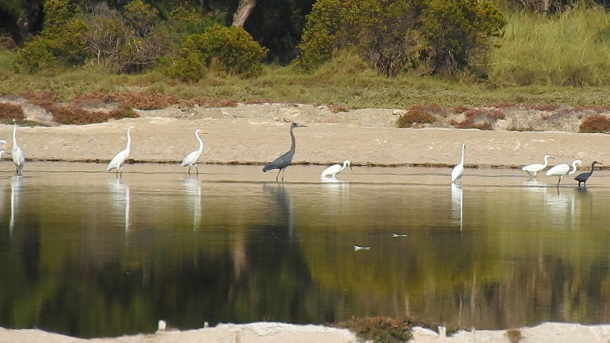 Humblot's Heron - ML639701766