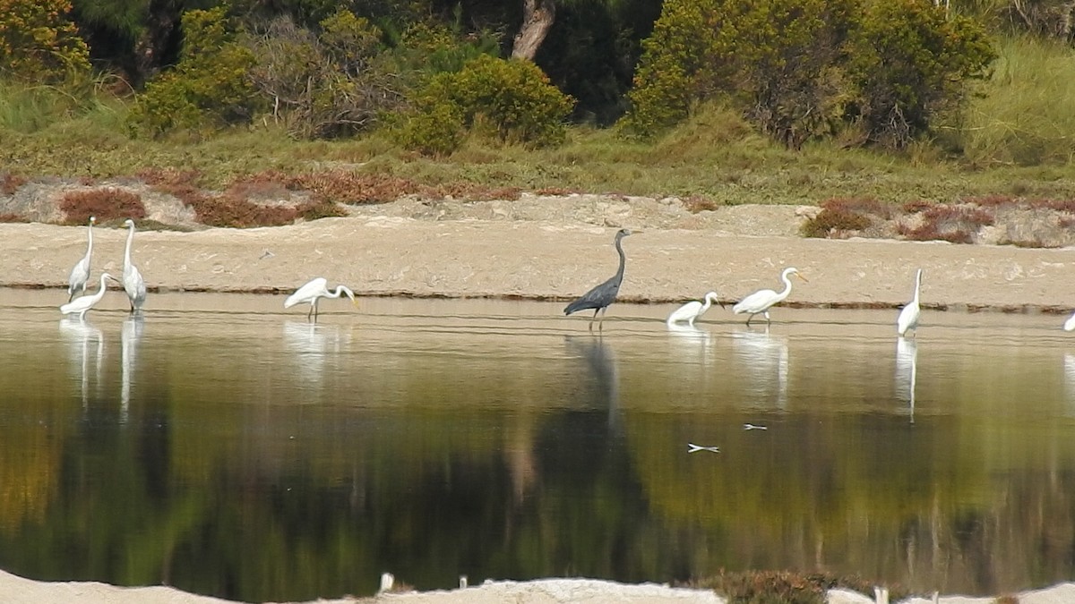 Humblot's Heron - ML639701767