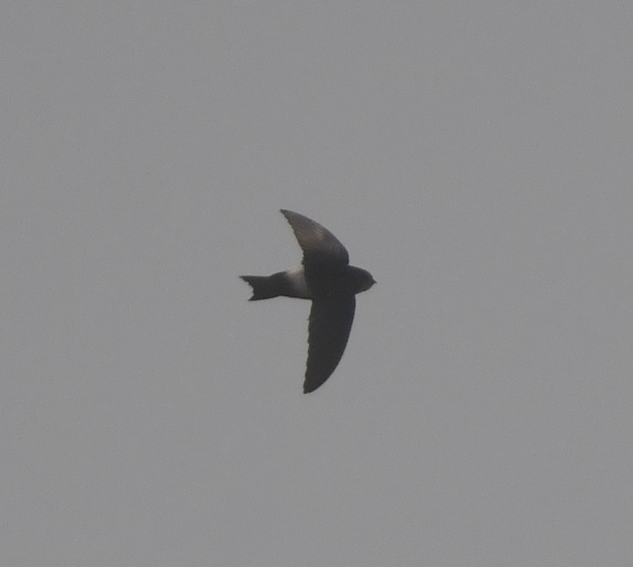 Horus Swift - ML639701777