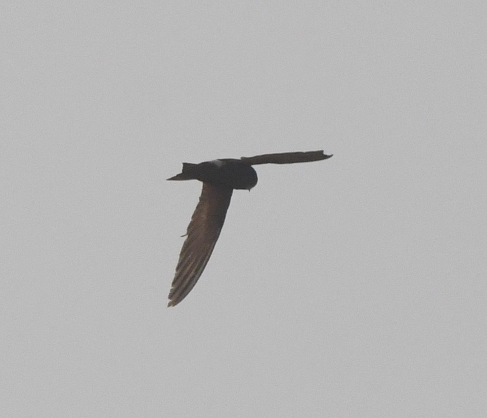 Horus Swift - ML639701786