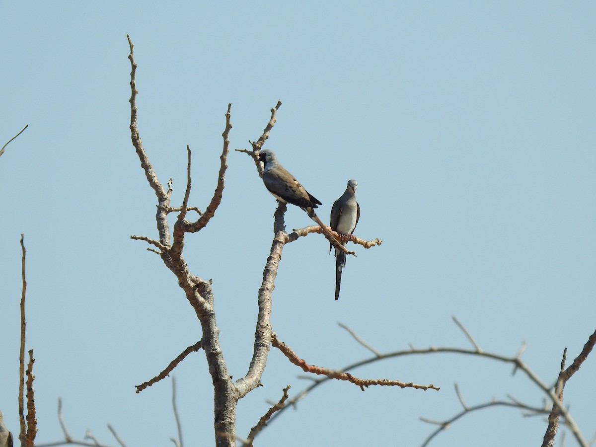Namaqua Dove - ML639701808