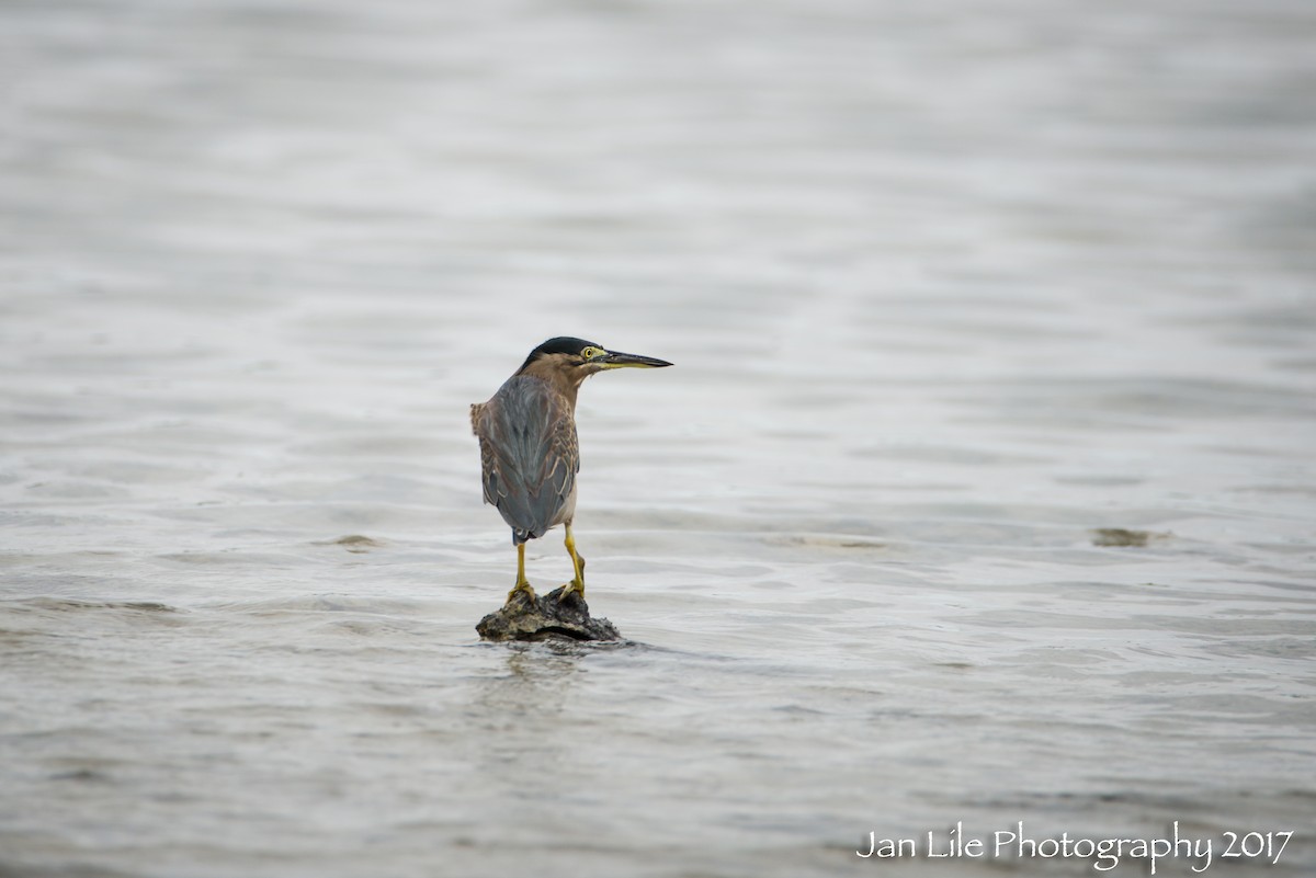 Striated Heron - Jan Lile