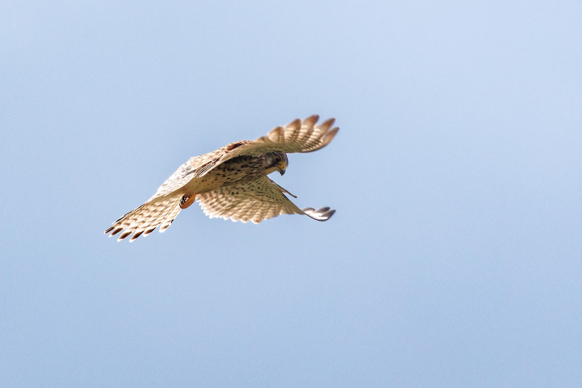 Eurasian Kestrel - ML639701816