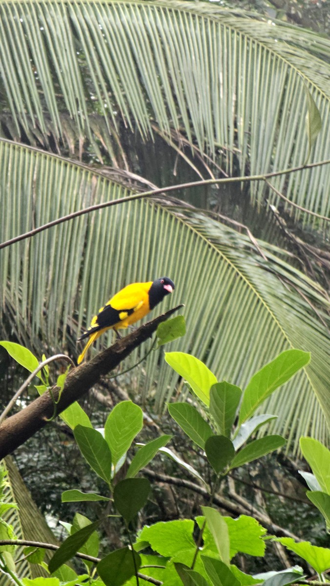 Black-hooded Oriole - ML639701820