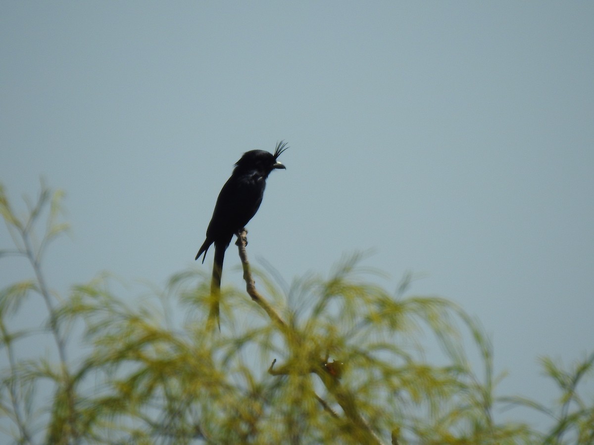 Crested Drongo - ML639701831