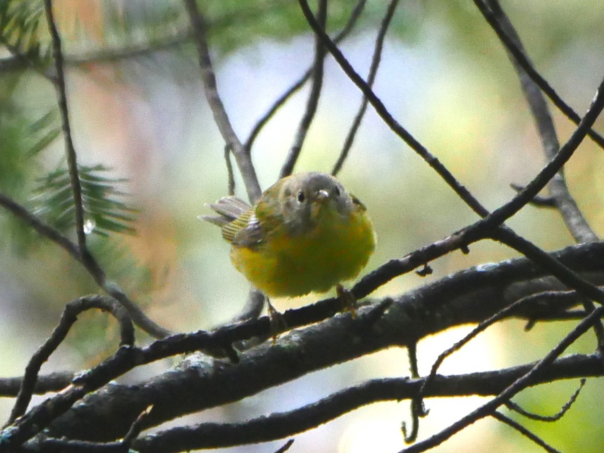 Nashville Warbler - ML639701842