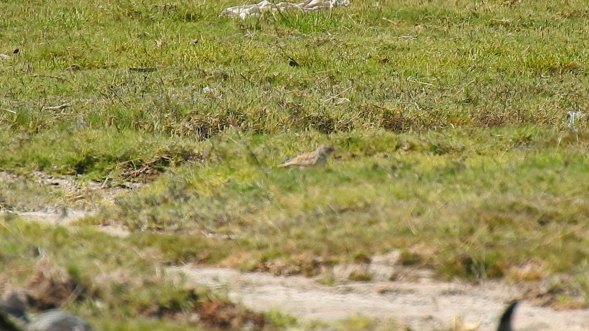 Madagascar Lark - ML639701851