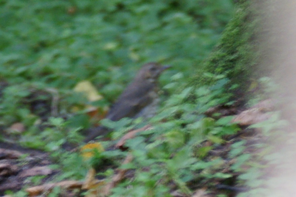 Дууч хөөндэй - ML639701891