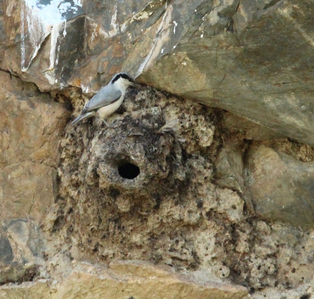 Eastern Rock Nuthatch - ML63970191