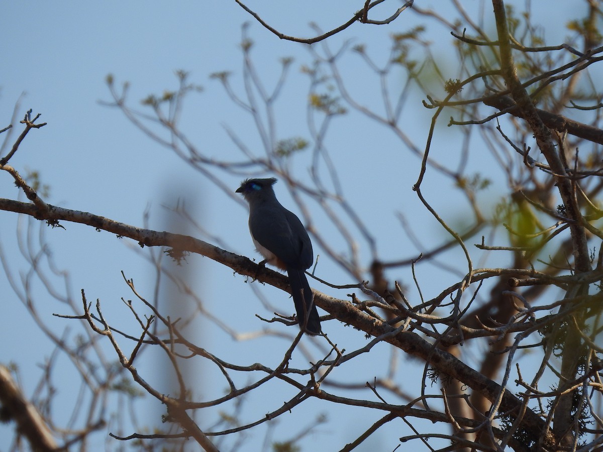 Crested Coua - ML639701974