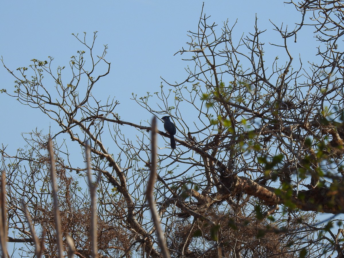 Crested Coua - ML639701975