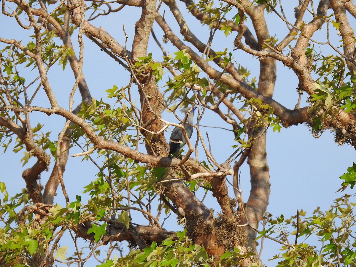 Crested Coua - ML639701976