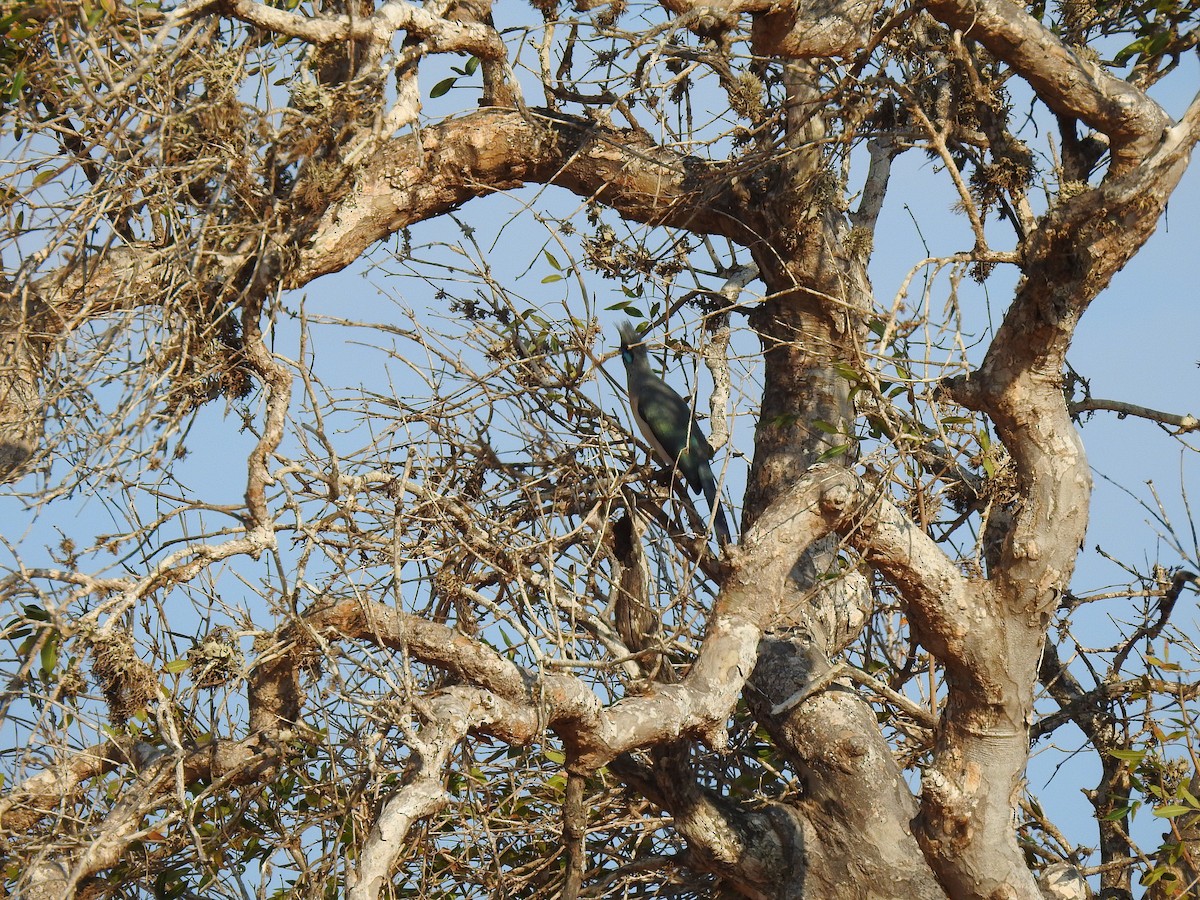 Crested Coua - ML639701977