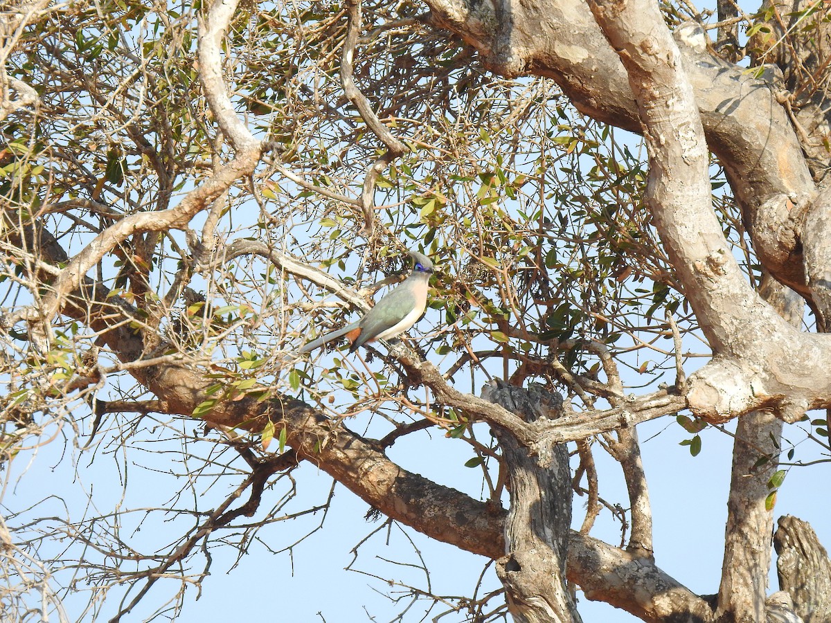 Crested Coua - ML639701978
