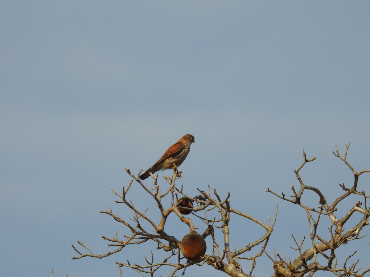 madagaskarfalk - ML639701985