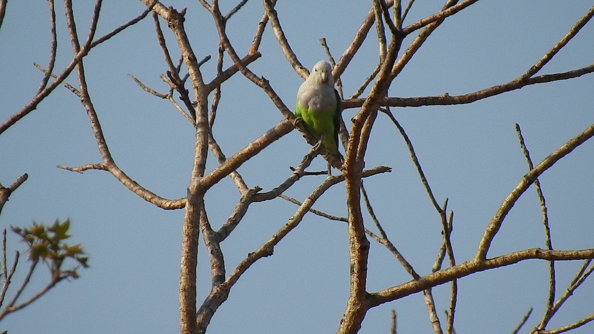 Gray-headed Lovebird - ML639701997