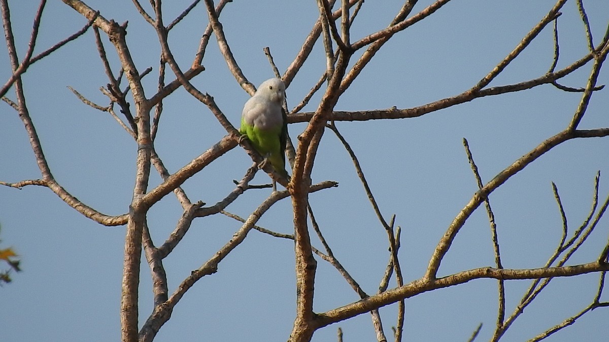 Gray-headed Lovebird - ML639701998