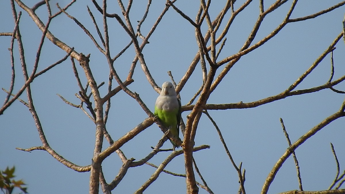 Gray-headed Lovebird - ML639701999