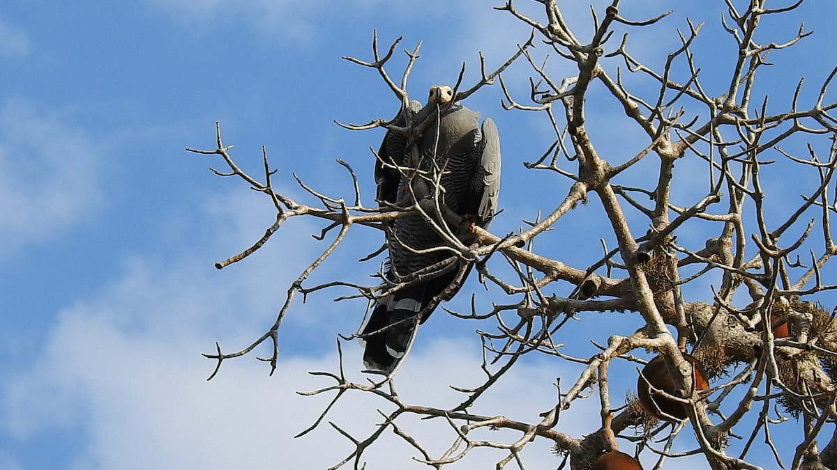 Madagascar Harrier-Hawk - ML639702011
