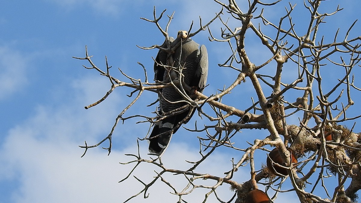 Madagascar Harrier-Hawk - ML639702012
