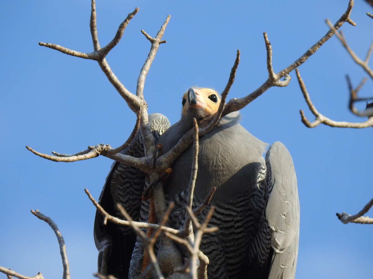 Madagascar Harrier-Hawk - ML639702013