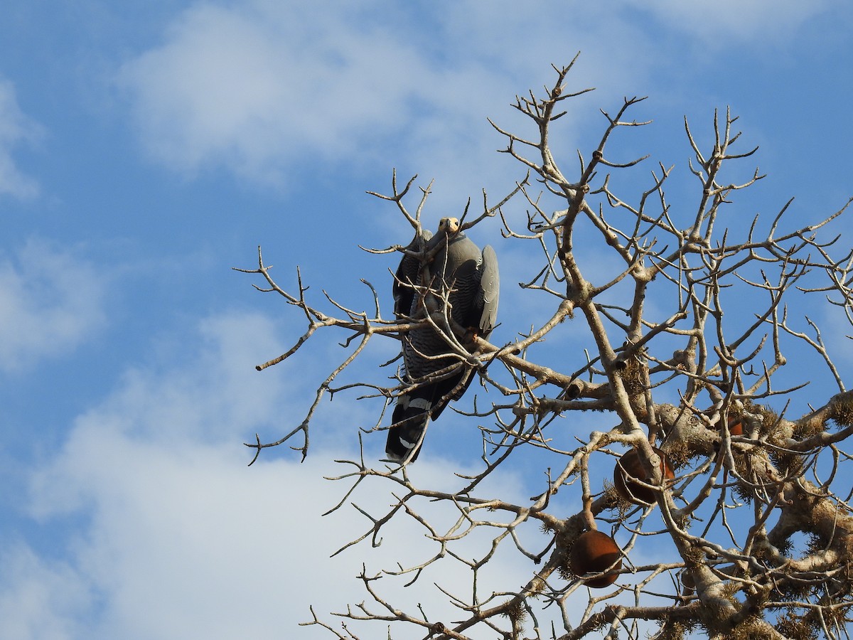 Madagascar Harrier-Hawk - ML639702015